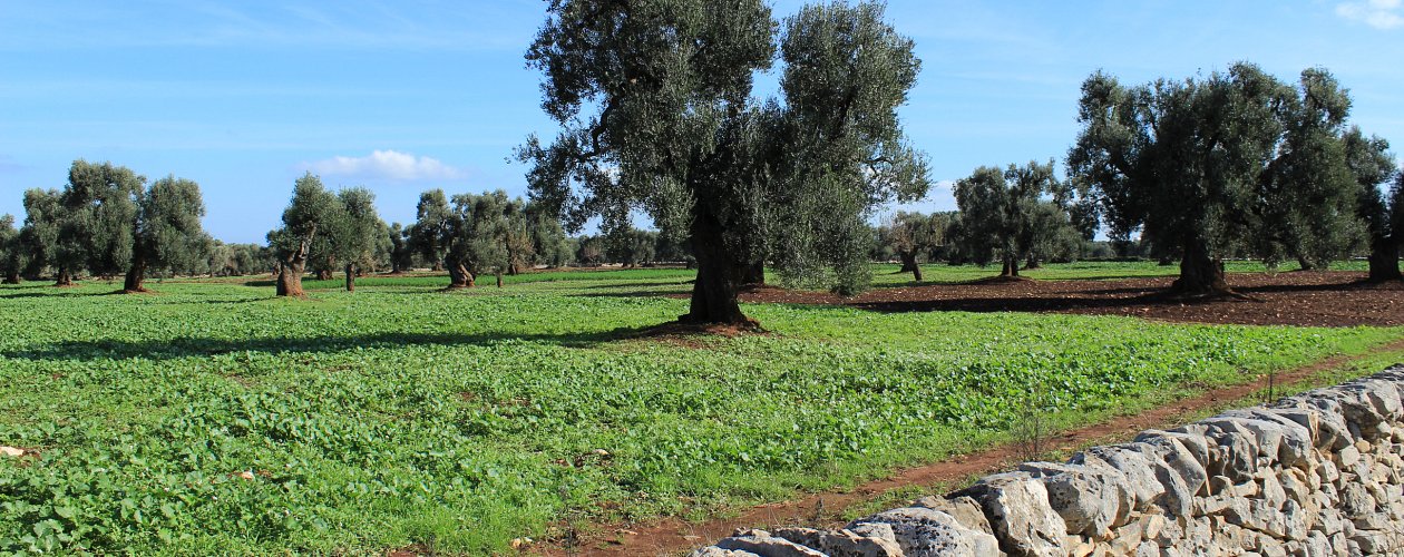 The Great Puglia Countryside